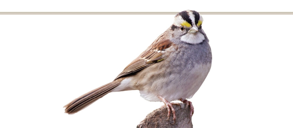 M&aacute;s que plumas